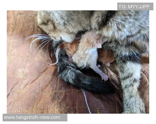 糖心vlog柚子猫肉丝库水-糖心喵探秘记，柚子猫的一天Vlog-糖心vlog柚子猫肉丝库水